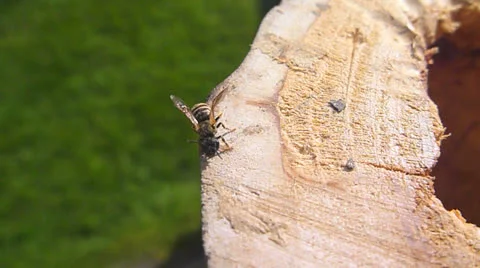 Hornet Close Up Stock Footage 22841472