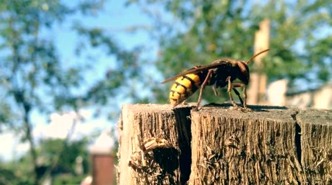 Hornet close-up Stock Footage 67187499