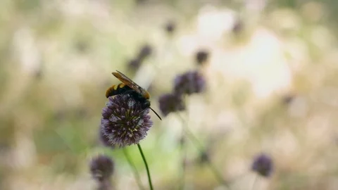 Hornet clover Stock Footage 109454433