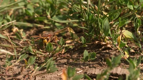 Hornet crawling on ground Close up Macro shot Slow Motion Stock Footage 93932299