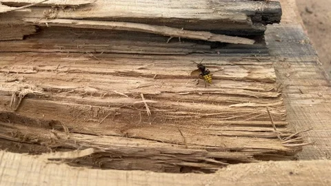 Hornet crawling on a tree Stock Footage 207515150