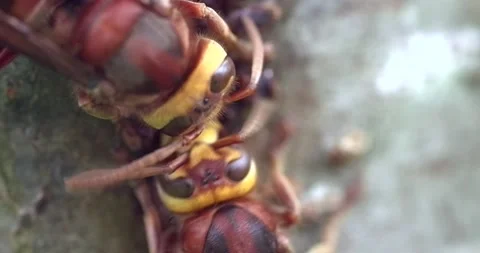A hornet drinking nectar sap from a rowan tree Stock Footage 139398690