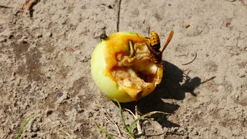 The hornet eats an apple lying on the ground. 動画素材 282241041