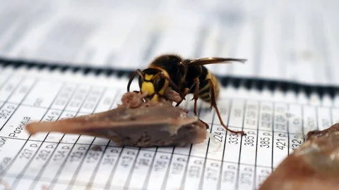 Hornet eats meat from bone pray on table bee bumblebee Stock Footage 114976497
