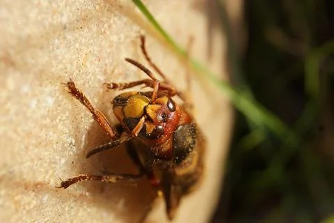 Hornet Face Stock Photos