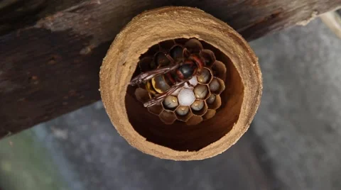 Hornet feed their larvae Stock Footage 39996990