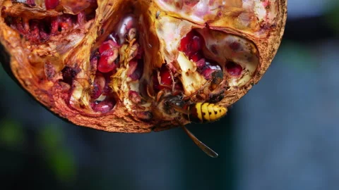 Hornet feeding on seeds inside a split overripe pomegranate hanging outdoors Видео 347631359