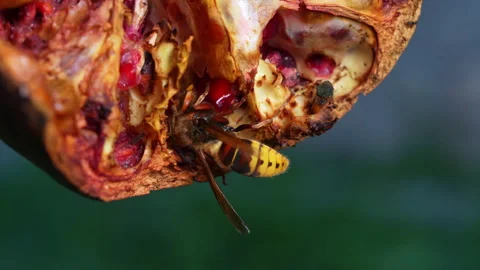Hornet feeding on a split open overripe pomegranate in a garden Stock-Footage 346799383