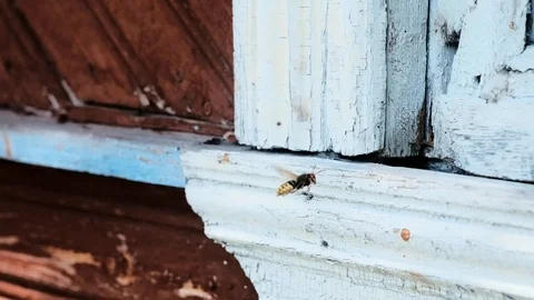 A hornet flew in and crawled into its cozy nest Stock Footage 118775866