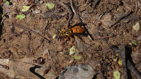 Hornet flexing it's stinger and then flies away Stockbeeldmateriaal 48269760