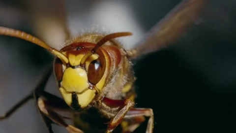 Hornet in flight with closeup. Stock Footage 307263797