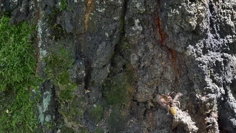 Hornet in flight. 스톡 동영상 117226014