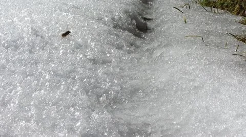 Hornet Video stock 22424701