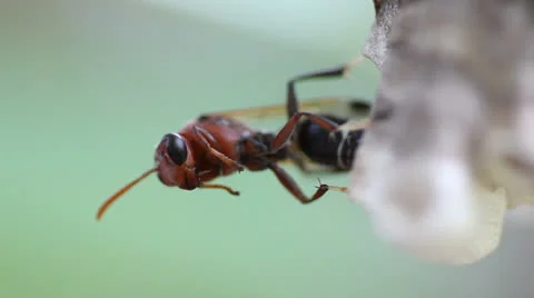 Hornet Stock Footage 25914549