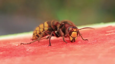 Hornet Stock Footage 29356648