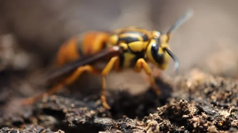 Hornet 動画素材 34780253