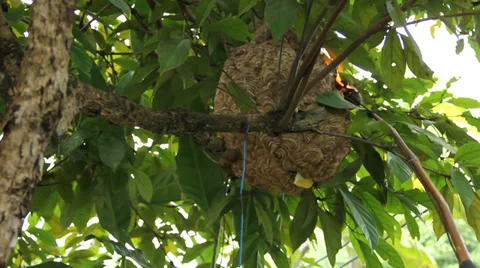 Hornet Stock Footage 37042990