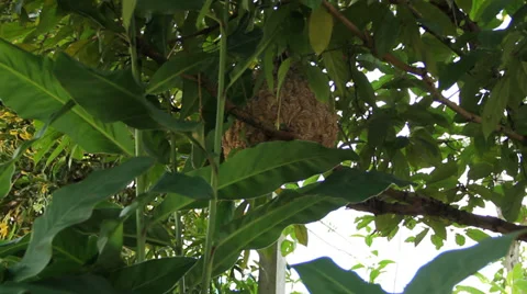 Hornet Stock Footage 37043035