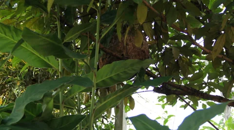 Hornet Stock Footage 37043731