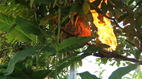 Hornet Stock Footage 37044446