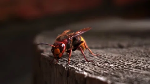 Hornet Video stock 142278178