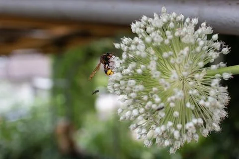 Hornet on garlic flower Stock Photos