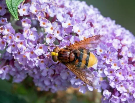 Hornet Hoverfly on Buddleia. Stock Photos