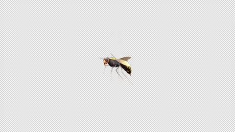 Hornet insect fly Stock Footage 321534243