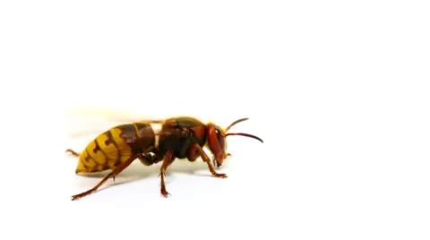Hornet insect isolated on white background macro close up Stock Footage 49892502