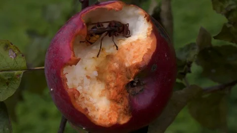 Hornet inside an apple Stock Footage 116391267