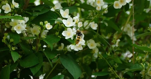 Hornet jasmine Stock Footage 109562031