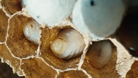 Hornet Larva Maturation in Nest Cell Stock Footage 337204982