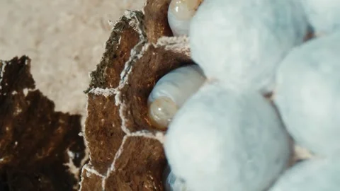 Hornet Larvae and White Capped Pupae Macro Stock Footage 337204956