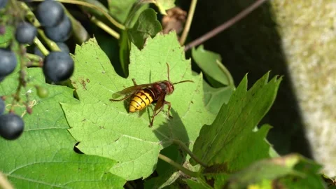 Hornet on leaf Stock Footage 243489276