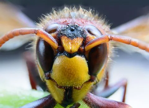 Hornet macro Stock Photos