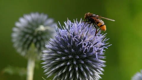 A hornet mimic hoverfly feeding on a blue globe thistle Stock Footage 156047134