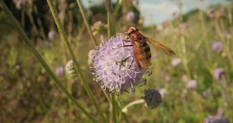 Hornet mimic hoverfly on a flower Video stock 273823698