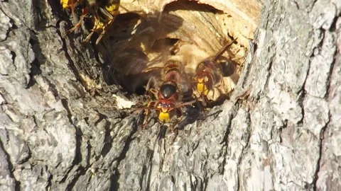 Hornet nest built inside a pear tree Stock Footage 287840021