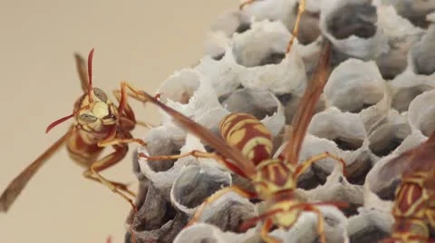 Hornet Nest Video stock 8995659