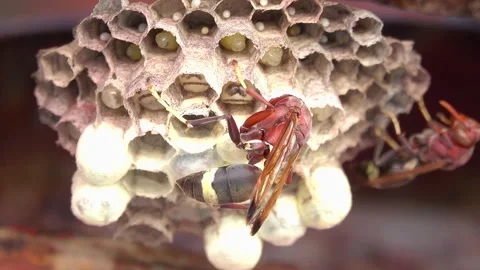 Hornet on a nest 스톡 동영상 301845056
