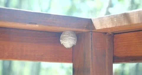 Hornet nest hanging Stock-Footage 341427321