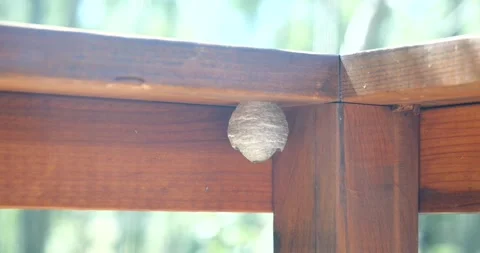 Hornet nest hanging Stock Footage 341427333