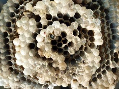 Hornet nest - inside Stock Photos