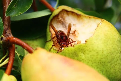 Hornet on a pear Stock Photos