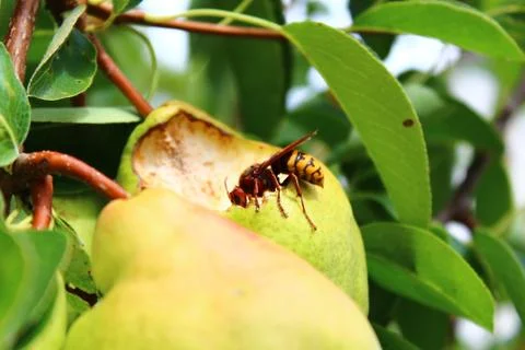 Hornet on a pear Stock Photos