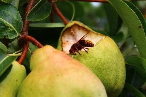 Hornet on a pear Stock Photos