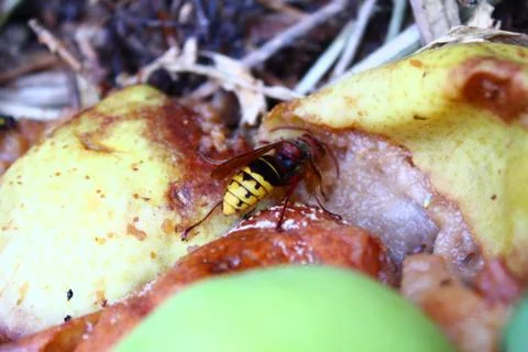 Hornet on a pear Stock Photos