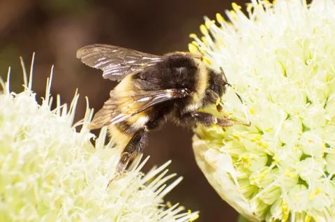 Hornet Stock Photos