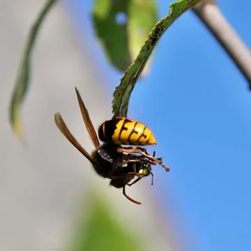 Hornet Stock Photos