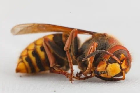 Hornet. Stock Photos